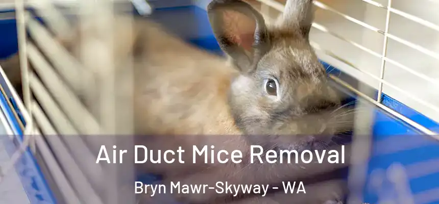  Air Duct Mice Removal Bryn Mawr-Skyway - WA